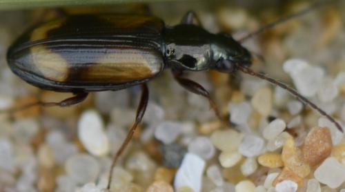 Réf. 226 984 : Bembidion femoratum